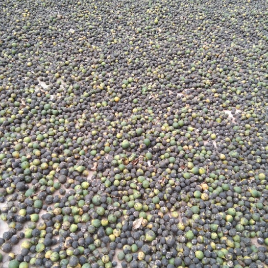 仁寿县供应枳实，鲜货，干货，价格美丽，量大从优。