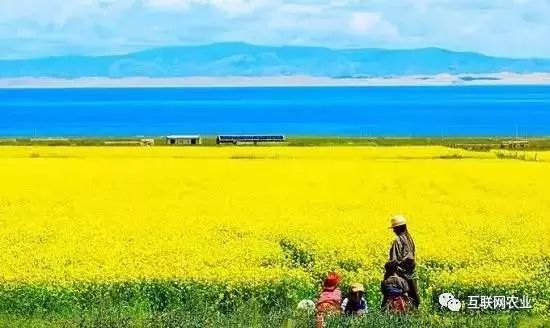 原产地保护品牌《湖畔格桑花》菜籽油