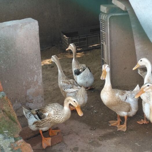 衡阳蛋鸭苗 江南1号蛋鸭江南2号蛋鸭正规厂家优质禽苗