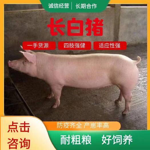 长白猪  长白母猪，体型特别长，毛色全白，生产性能优良，父母