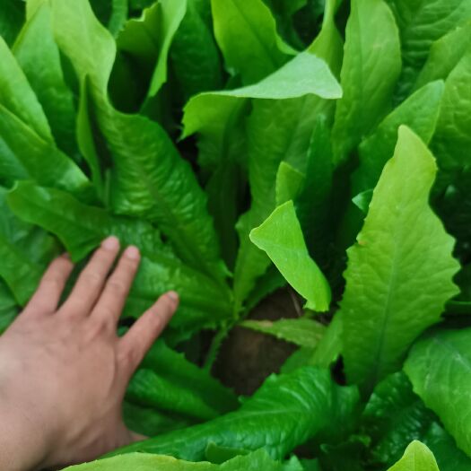 曹县青油麦 山东曹县叶菜基地，常年供应上海青，油麦菜，小白菜，