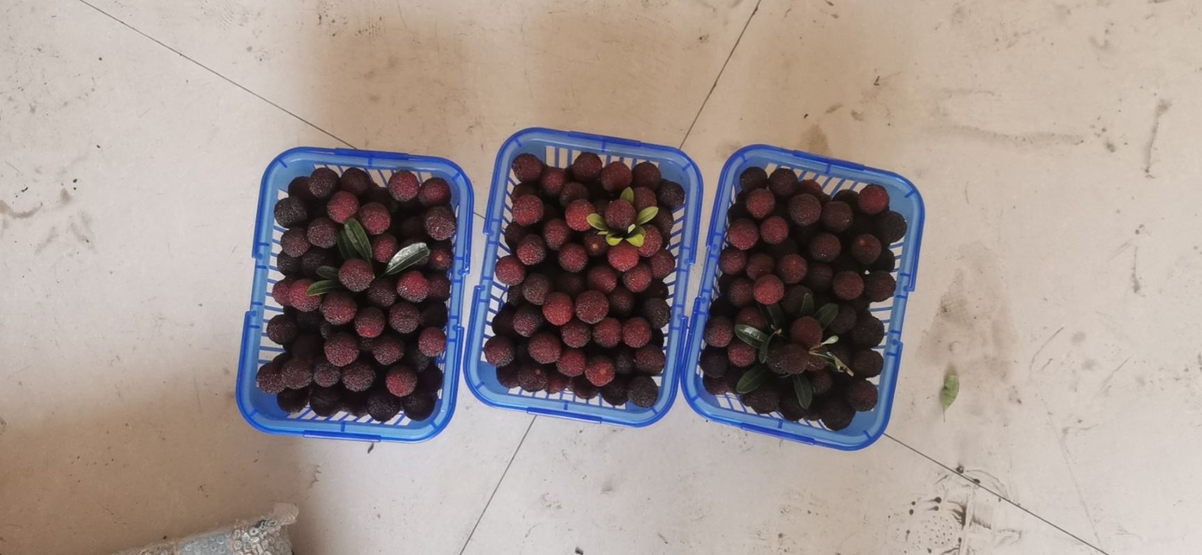 荸荠杨梅  仙居杨梅