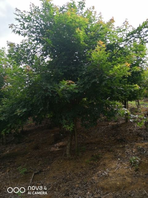 成都截杆三年元宝枫