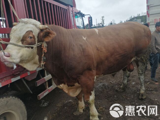 贵州毕节 黄牛 800-1000斤 公牛一手货源