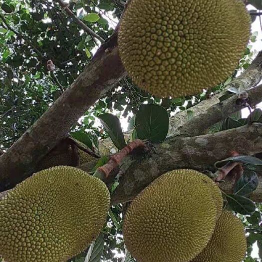 廉江市菠萝蜜