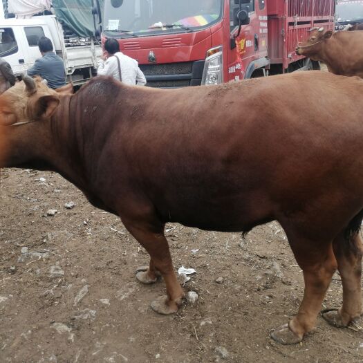 威宁县贵州毕节 黄牛 800-1000斤 公牛一手货源