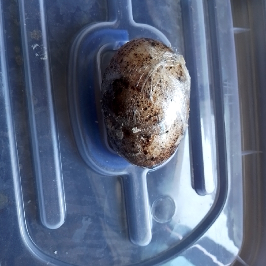 凤庆县 咸鹅蛋，自家散养大鹅，纯手工腌制，有椒盐味和原味
