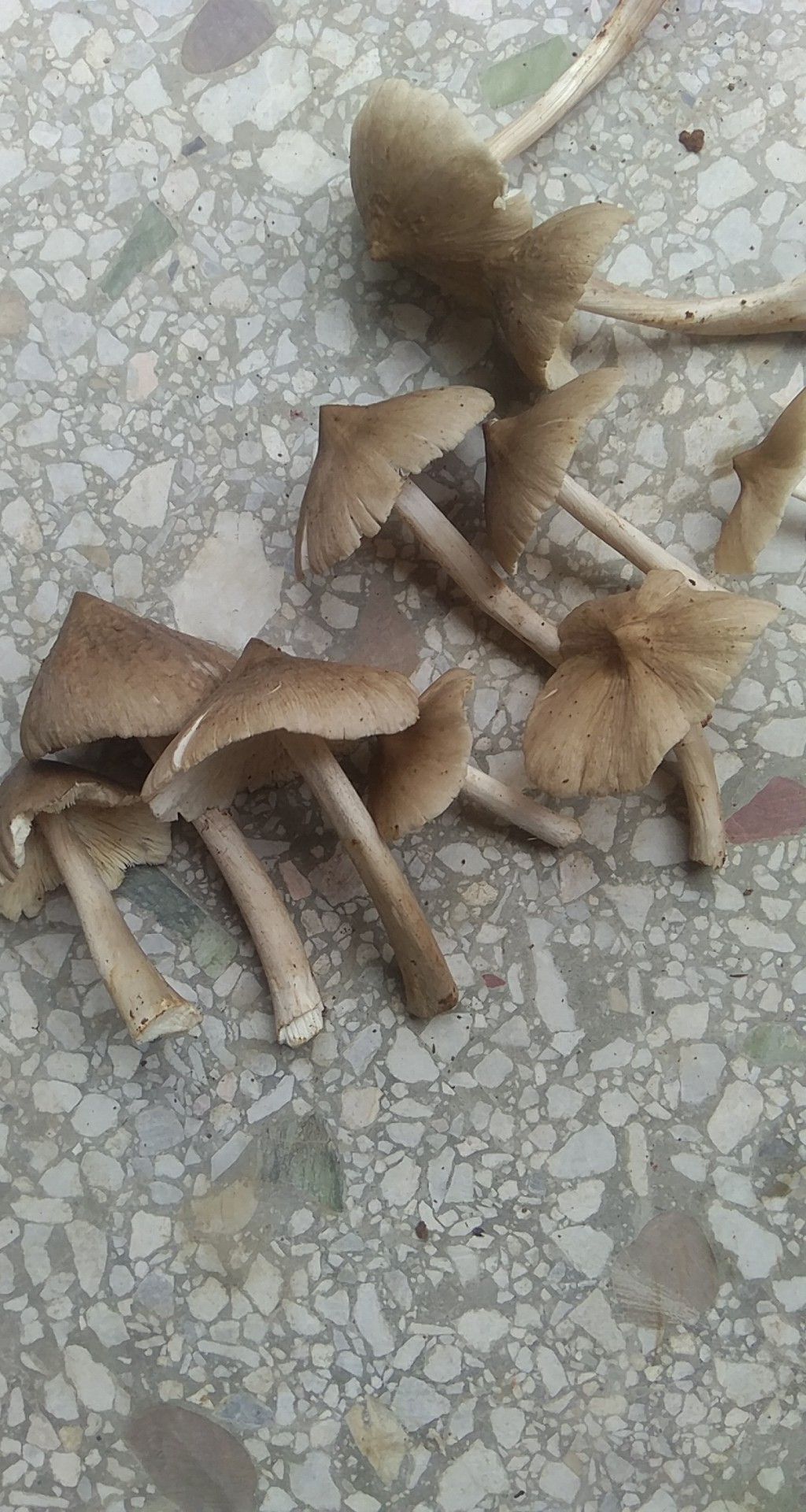 鸡枞菌纯自然界5一7月季节性，好吃的菜。