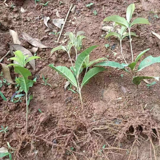 荔浦市桂花树苗  农户自家种植四季桂扦插苗大量现货出售价格便宜