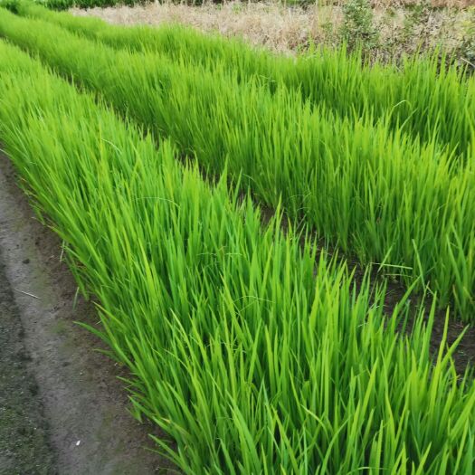 杭州 黄菖蒲自产自销黄菖蒲小苗