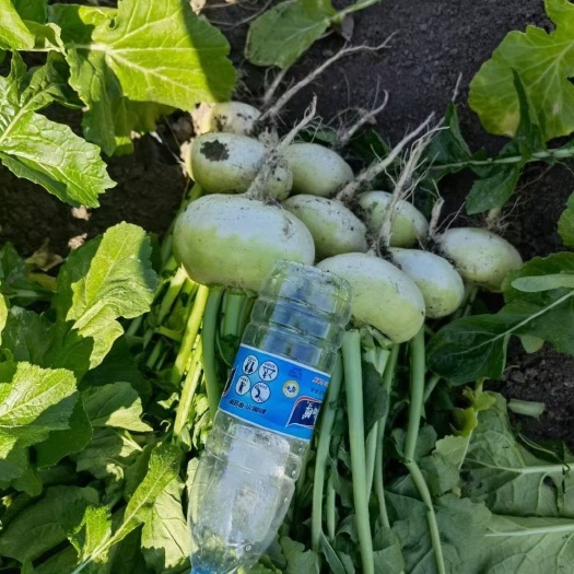 乌鲁木齐 盘菜【恰玛古】