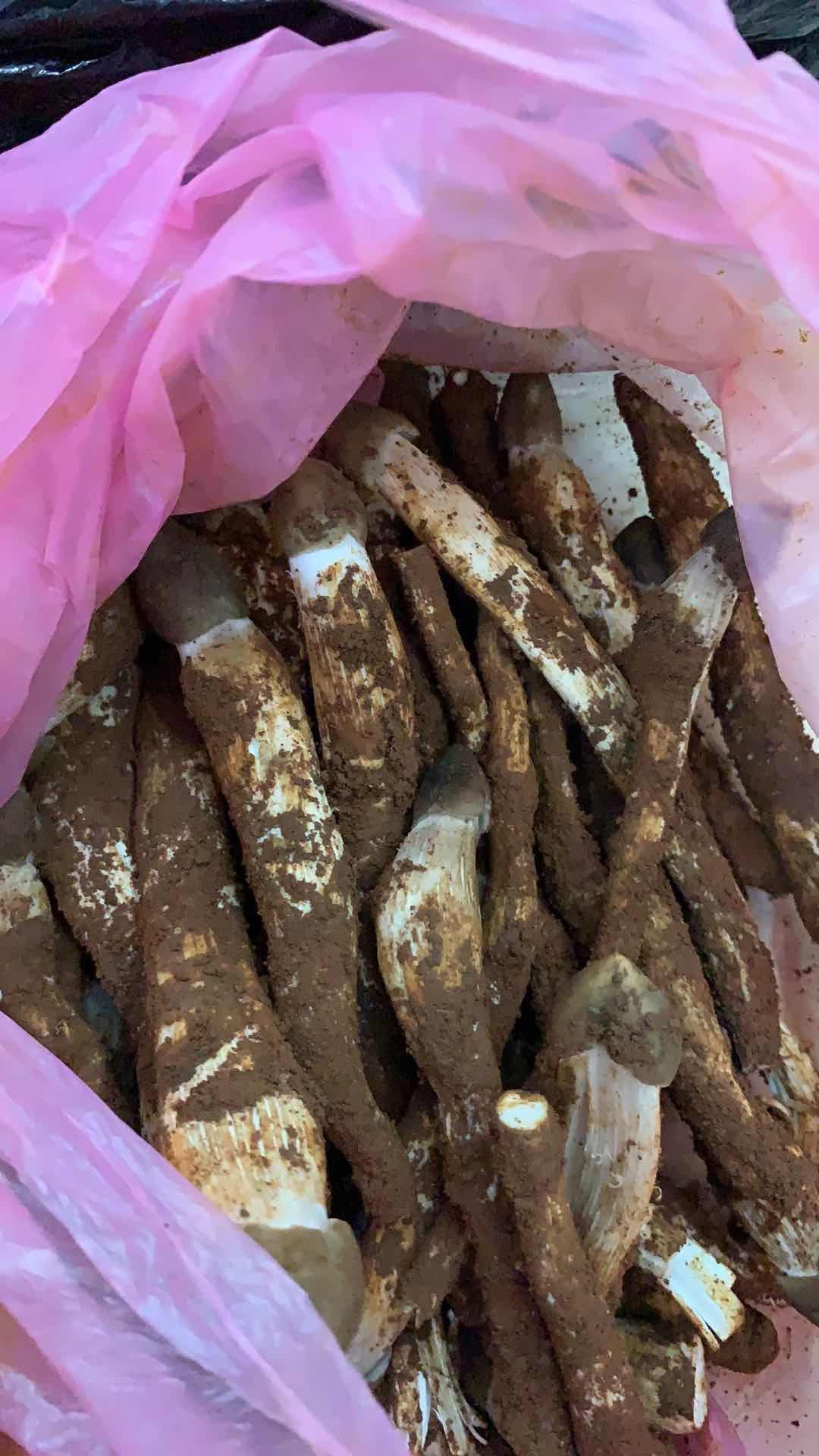 鸡枞菌纯自然界5一7月季节性，好吃的菜。