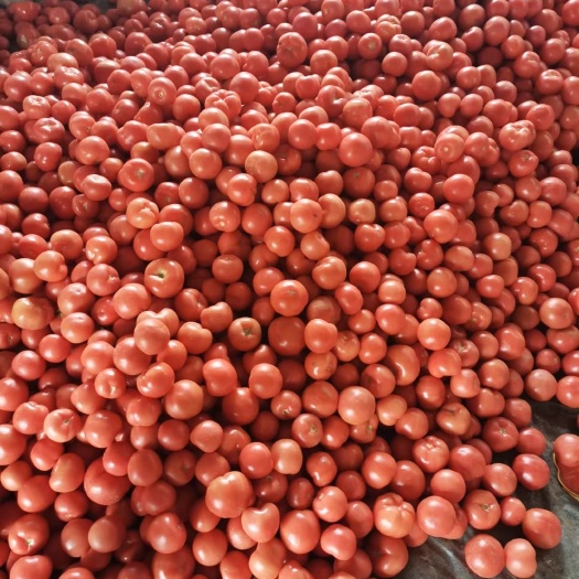 硬粉西红柿 弧二、弧三 货源充足 量大货优