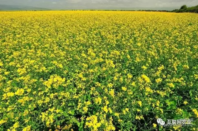 原产地保护品牌《湖畔格桑花》菜籽油