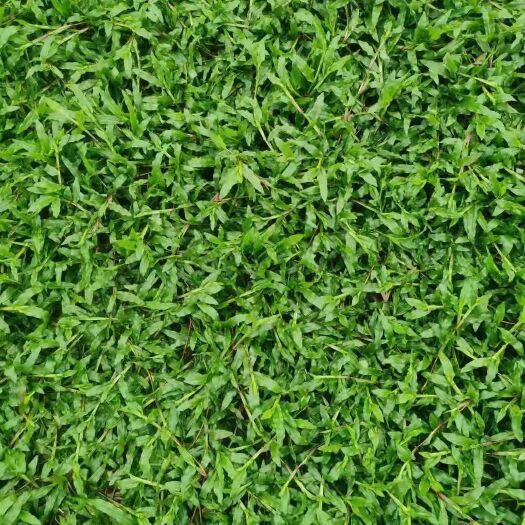 东莞市大叶油草草坪苗木广东产地直供