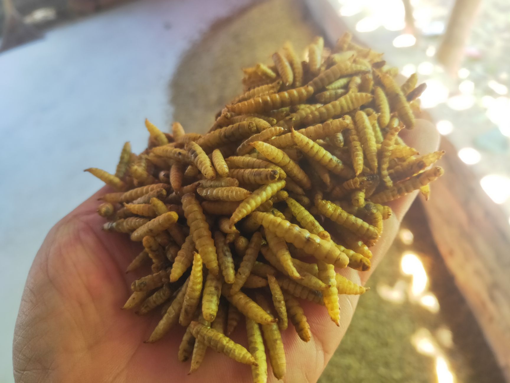 黑水虻  郑州鸡鸭鱼蛙营养餐鲜虫出售！微波干虫出售！