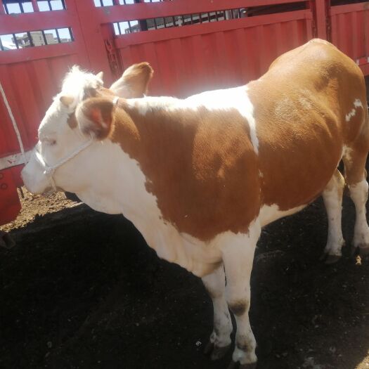威宁县西门塔尔牛 400-600斤 母牛