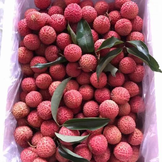 高州市桂味荔枝 桂味一一荔枝之王，口感正当，鲜甜，核子小