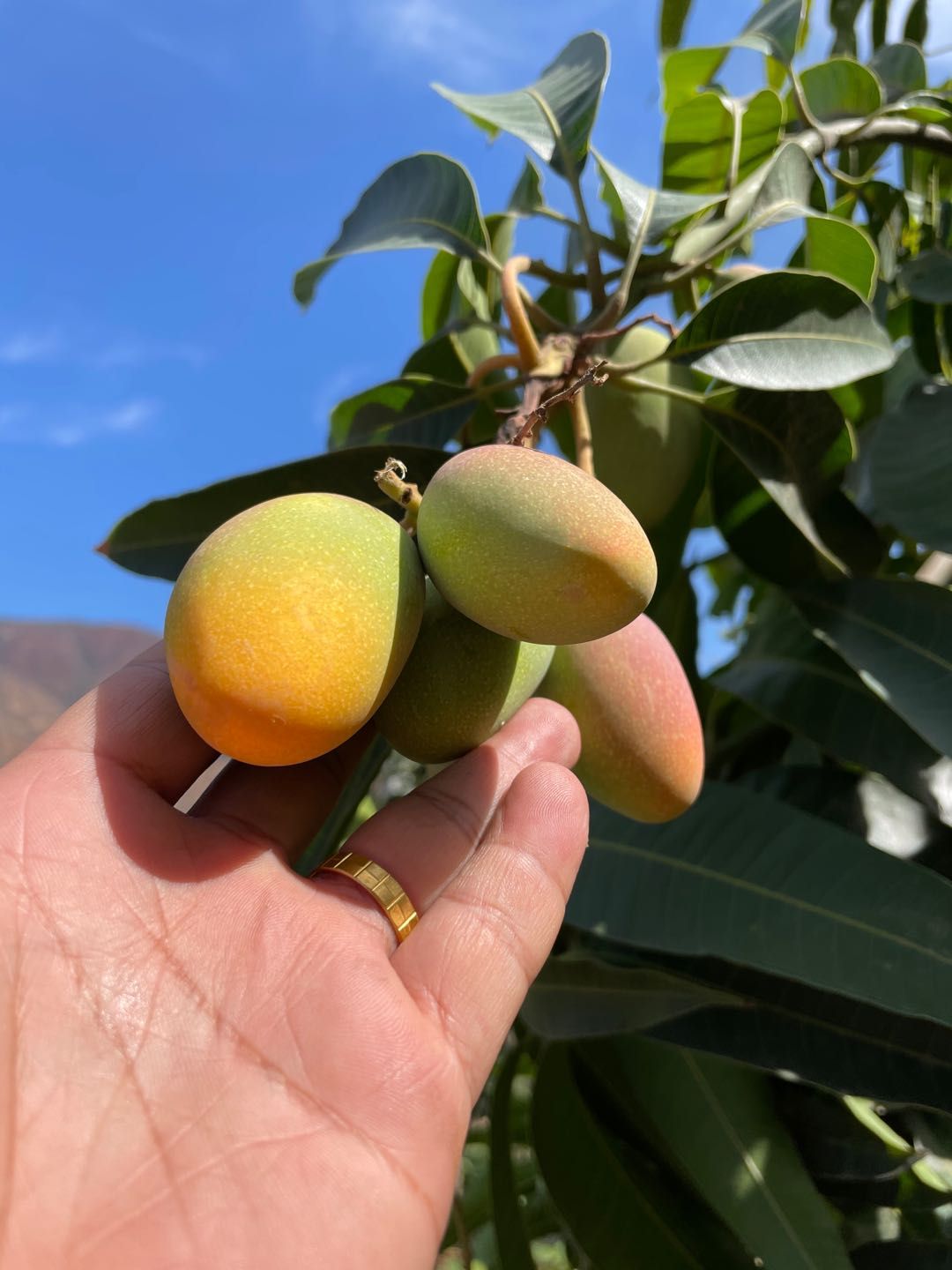 攀枝花小贵妃芒果。