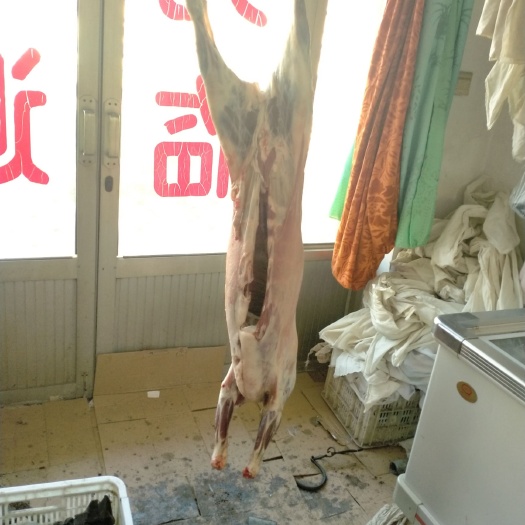 天津50多斤羊腔子白条羊