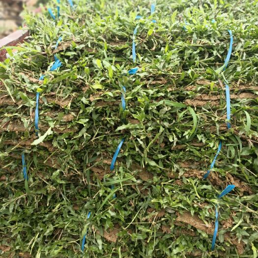 佛冈县大叶油草 一手货源基地大规模种植大叶草