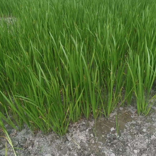 杭州水菖蒲菖蒲