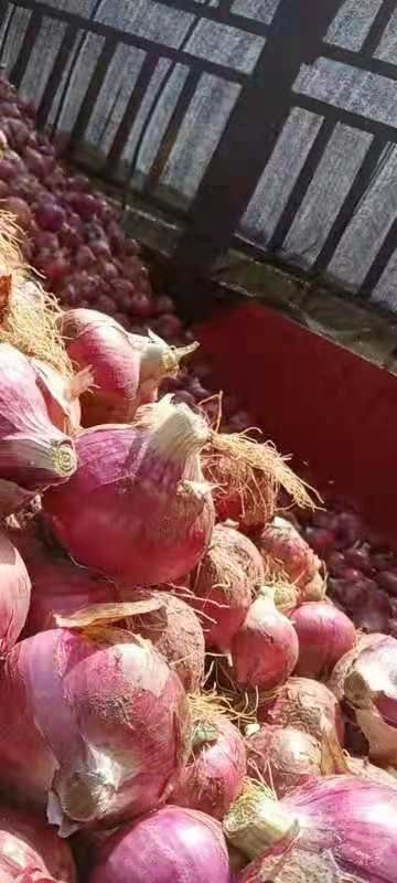 保定二红葱头