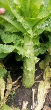 理县 高原纯正三青莴笋  皮薄 肉青  叶绿