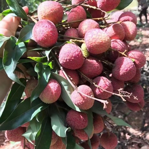 钦州 黑叶荔枝