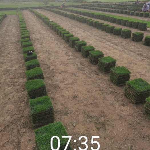 佛山马尼拉草皮 马尼拉草块