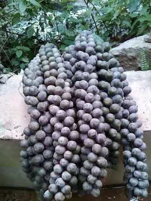 昆明海风藤  越南追风果，个头大，非常新鲜