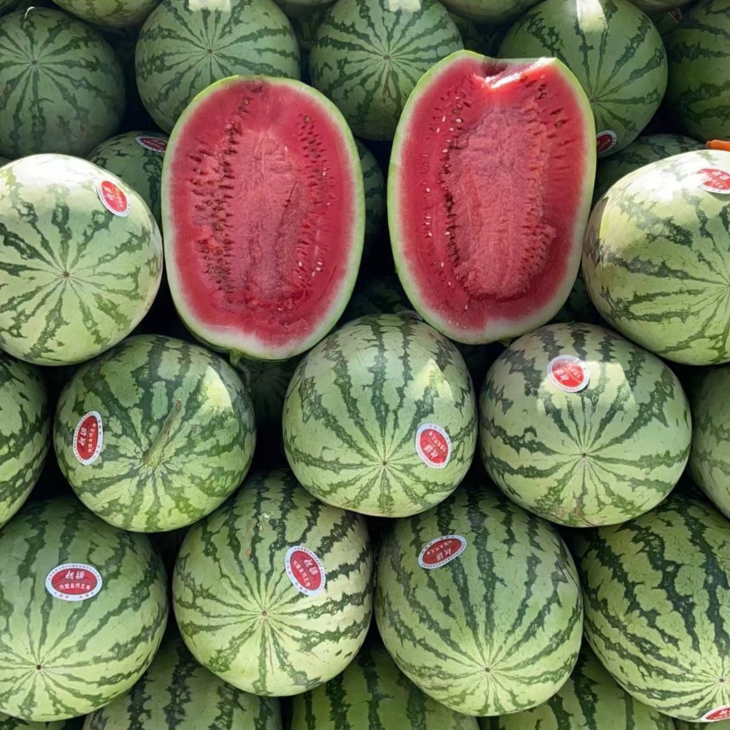 金城5号西瓜新疆维吾尔自治区吐鲁番市高昌区1茬