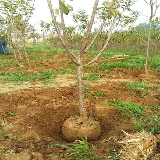临朐县美早苗 美早樱桃树 3－4年 可结果 易栽培 可视频看树