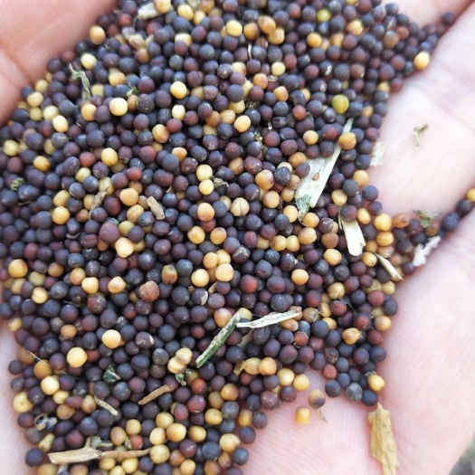 鸡泽县白菜籽 新收割的白菜原籽