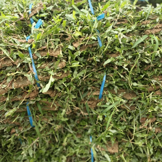 佛冈县 本场地提供优质服务，主营大叶油草，量大从优，欢迎前来订购