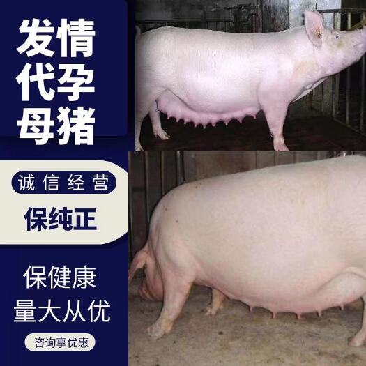 生猪  发情，代yun母猪常年大量供应，壮年母猪，生产性能强