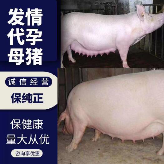 汉中生猪  发情，代yun母猪常年大量供应，壮年母猪，生产性能强!