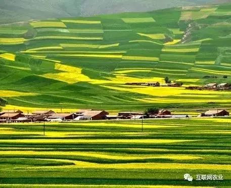 原产地保护品牌《湖畔格桑花》菜籽油