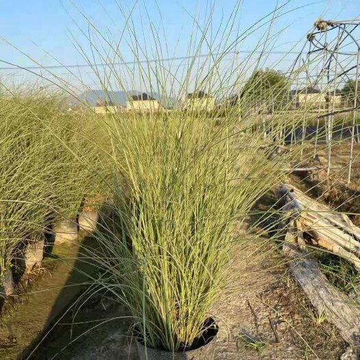 杭州细叶芒 晨光芒大桶苗
