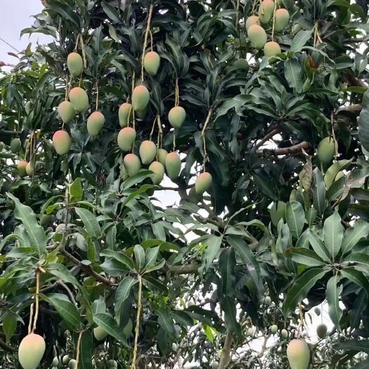 百色台农芒  台农香芒