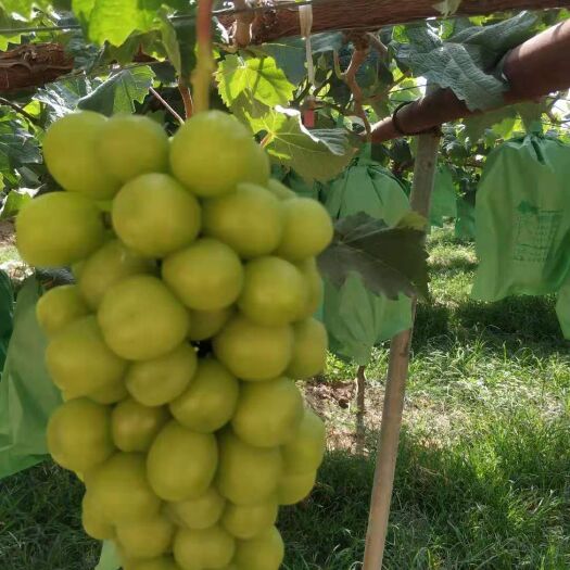 大荔县阳光玫瑰葡萄价格温棚阳光玫瑰葡萄批发阳光玫瑰基地