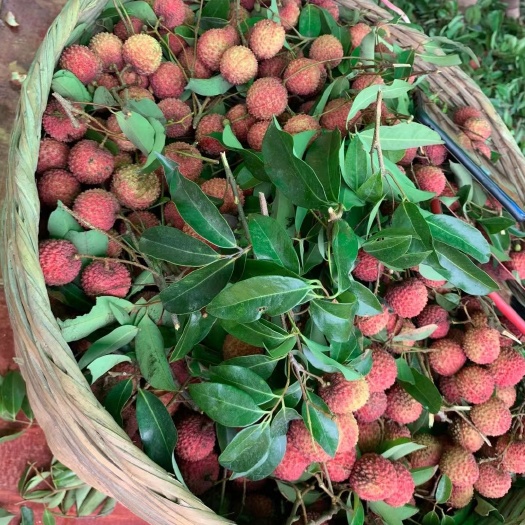 广州桂味荔枝 产自于荔枝之乡—荔城，批发批发桂味，新鲜出场，到手包甜