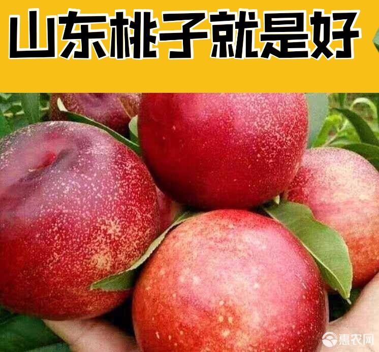 黄油桃 山东桃子大量上市