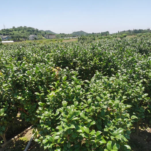 宁海县茶花树