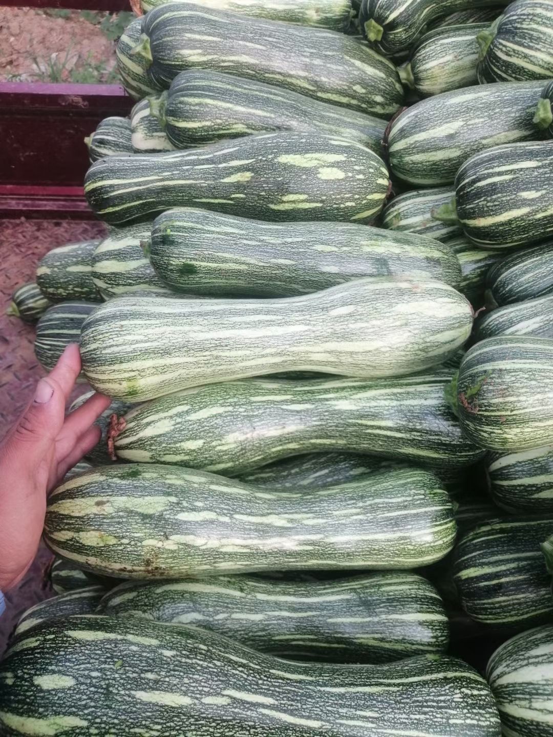 蜜本南瓜，产地直供，大小均匀，颜色好，口感好，欢迎选购