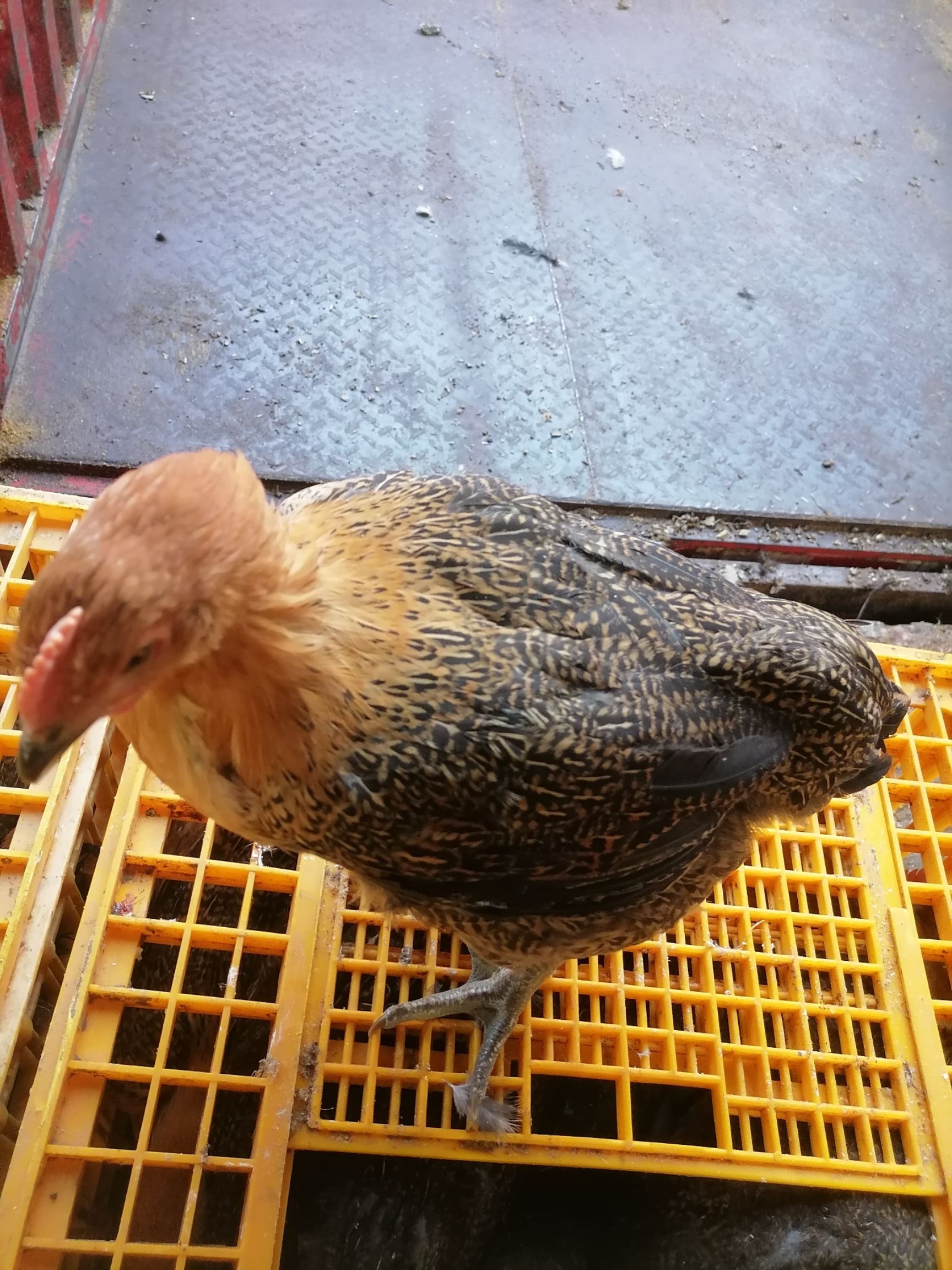 漂亮的青脚肉麻鸡母3斤5一只