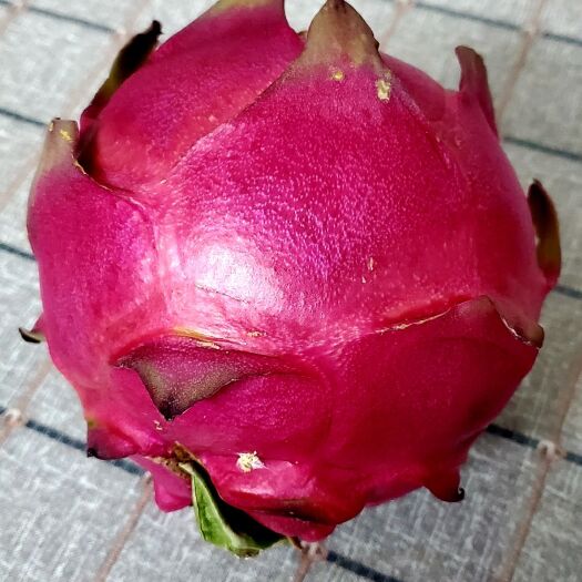 广州 精品大丘庄园有机种植火龙果