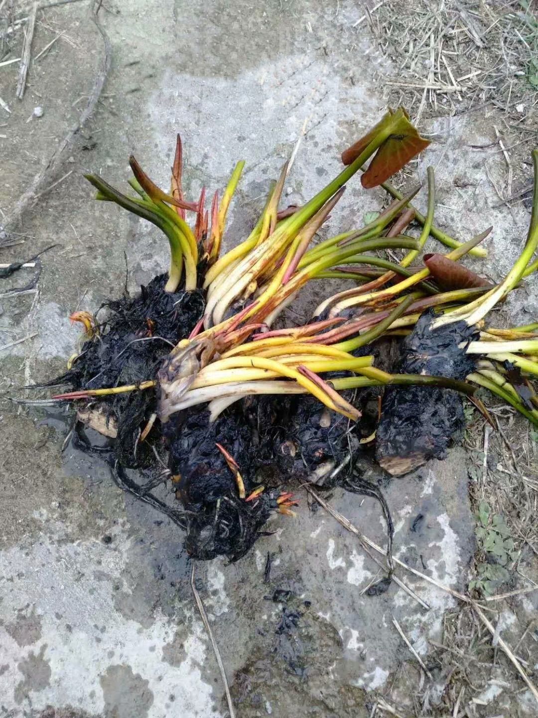 睡莲 睡莲苗 睡莲根茎 盆栽睡莲 多种花型多种颜色可选色