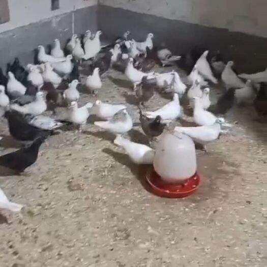 新蔡县乳鸽  出售现货100天左右中鸽，白羽王，灰王，另有老信鸽30一只