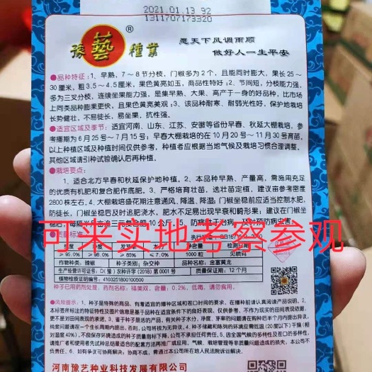 扶沟县黄皮辣椒种子金富黄龙早熟抗病耐热耐湿顺直产量高大果